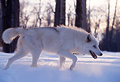 WOV 09 DB0015 01
Profile Of Gray Wolf Walking On Snow In Woods