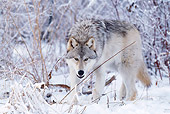 WOV 09 DB0016 01
Gray Wolf Walking On Snow In Woods