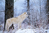 WOV 09 DB0017 01
Profile Of Gray Wolf Standing On Snow Beside Tree In Woods
