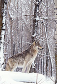 WOV 09 DB0018 01
Profile Of Gray Wolf Standing On Snow In Woods
