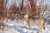 WOV 09 DB0019 01
Profile Of Gray Wolf Standing On Snow In Woods