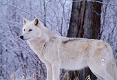 WOV 09 DB0020 01
Profile Of Gray Wolf Standing By Tree In Woods In Winter
