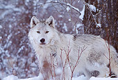 WOV 09 DB0022 01
Gray Wolf Standing By Tree On Snow In Woods