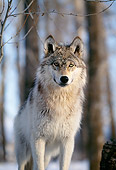 WOV 09 DB0023 01
Gray Wolf Standing Facing Camera On Snow In Woods