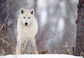 WOV 09 DB0024 01
Gray Wolf Standing Facing Camera On Snow In Woods