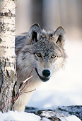 WOV 09 DB0025 01
Head Shot Of Gray Wolf Standing Behind Tree In Snow