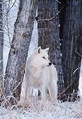 WOV 09 DB0027 01
Gray Wolf Standing On Snow In Woods