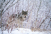 WOV 09 DB0028 01
Gray Wolf Standing On Snow In Woods