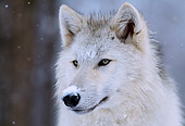WOV 09 DB0031 01
Head Shot Of Gray Wolf In Winter