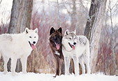 WOV 09 DB0035 01
Three Gray Wolves Standing In Woods In Winter