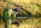 WOV 09 DB0037 01
Gray Wolf Wading At Edge Of Pond