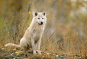 WOV 09 DB0038 01
Portrait Of Gray Wolf Sitting On Grass In Autumn