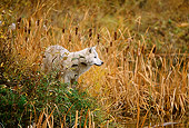 WOV 09 DB0039 01
Gray Wolf Standing At Edge Of Pond In Tall Grass Autumn