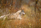 WOV 09 DB0040 01
Profile Of Gray Wolf Running In Tall Grass In Autumn