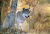 WOV 09 DB0044 01
Gray Wolf Standing Under Tree In Autumn
