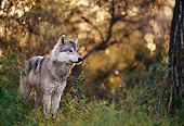WOV 09 DB0046 01
Portrait Of Gray Wolf Standing In Woods