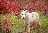 WOV 09 DB0050 01
Gray Wolf Standing In Field In Autumn