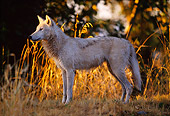 WOV 09 DB0053 01
Profile Of Gray Wolf Standing At Edge Of Woods In Autumn