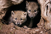 WOV 09 DB0054 01
Head Shot Of Two Gray Wolf Pups Peeking Out Of Mouth Of Den