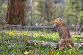 WOV 09 KH0001 01
Gray Wolf Pup Standing On Log In Forest Clearing Facing Away