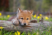 WOV 09 KH0002 01
Gray Wolf Pup Resting Head On Log In Forest Clearing