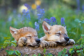 WOV 09 KH0003 01
Gray Wolf Pups Sleeping On Log By Purple Wildflowers