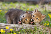 WOV 09 KH0004 01
Gray Wolf Pups Chewing On Log In Forest Clearing