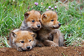 WOV 09 KH0005 01
Gray Wolf Pups Sitting In Den Entrance