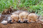 WOV 09 KH0006 01
Gray Wolf Pups Sleeping In Den Entrance