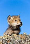 WOV 09 KH0008 01
Gray Wolf Pup Resting On Rock