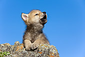 WOV 09 KH0009 01
Gray Wolf Pup Resting On Rock Howling