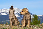 WOV 09 KH0010 01
Gray Wolf Pups Sitting On Rocks Howling