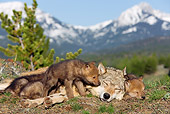 WOV 09 KH0012 01
Gray Wolf Mother And Pups Laying In Forest Clearing By Mountains