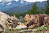 WOV 09 KH0013 01
Close-Up Of Gray Wolf Mother And Pup Laying In Forest Clearing By Mountains