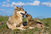 WOV 09 KH0015 01
Gray Wolf Mother And Pup Laying In Field Kissing