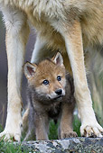 WOV 09 KH0017 01
Gray Wolf Pup Standing Under Mother