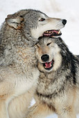 WOV 09 KH0019 01
Close-Up Of Gray Wolves Playing In Snow