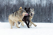 WOV 09 KH0025 01
Three Gray Wolves Running In Snow