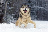 WOV 09 KH0026 01
Gray Wolf Running In Snow