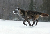 WOV 09 KH0027 01
Gray Wolf Running In Snow