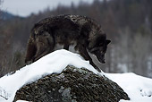 WOV 09 KH0031 01
Gray Wolf Walking Over Snowy Rock