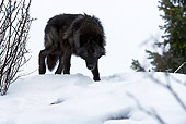 WOV 09 KH0032 01
Gray Wolf Walking On Snow