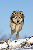 WOV 09 KH0034 01
Gray Wolf Jumping Over Fallen Tree On Snow