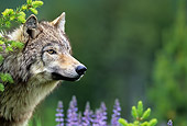 WOV 09 KH0038 01
Close-Up Of Gray Wolf Peeking From Behind Tree By Purple Wildflowers