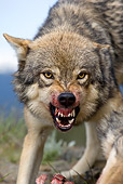 WOV 09 KH0039 01
Close-Up Of Gray Wolf Snarling