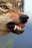 WOV 09 KH0040 01
Close-Up Of Gray Wolf Snarling