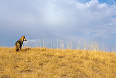 WOV 09 KH0043 01
Gray Wolf Standing In Field Facing Away