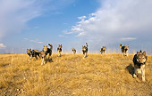 WOV 09 KH0044 01
Pack Of Gray Wolves Running In Field