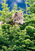 WOV 09 KH0046 01
Close-Up Of Gray Wolf Peeking From Behind Trees
