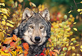 WOV 09 KH0047 01
Close-Up Of Gray Wolf Peeking From Behind Autumn Leaves